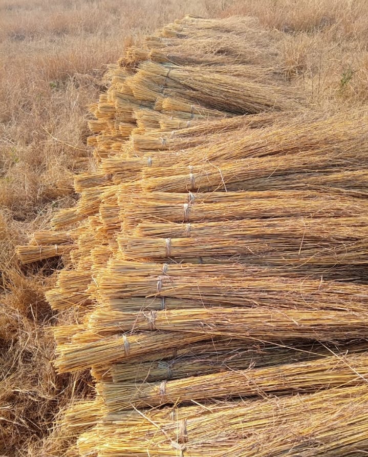 Hyparrhenia Thatching Grass